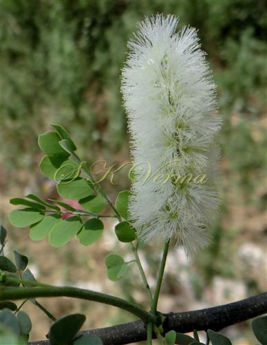   Inflorescence (Pedunculate spike)